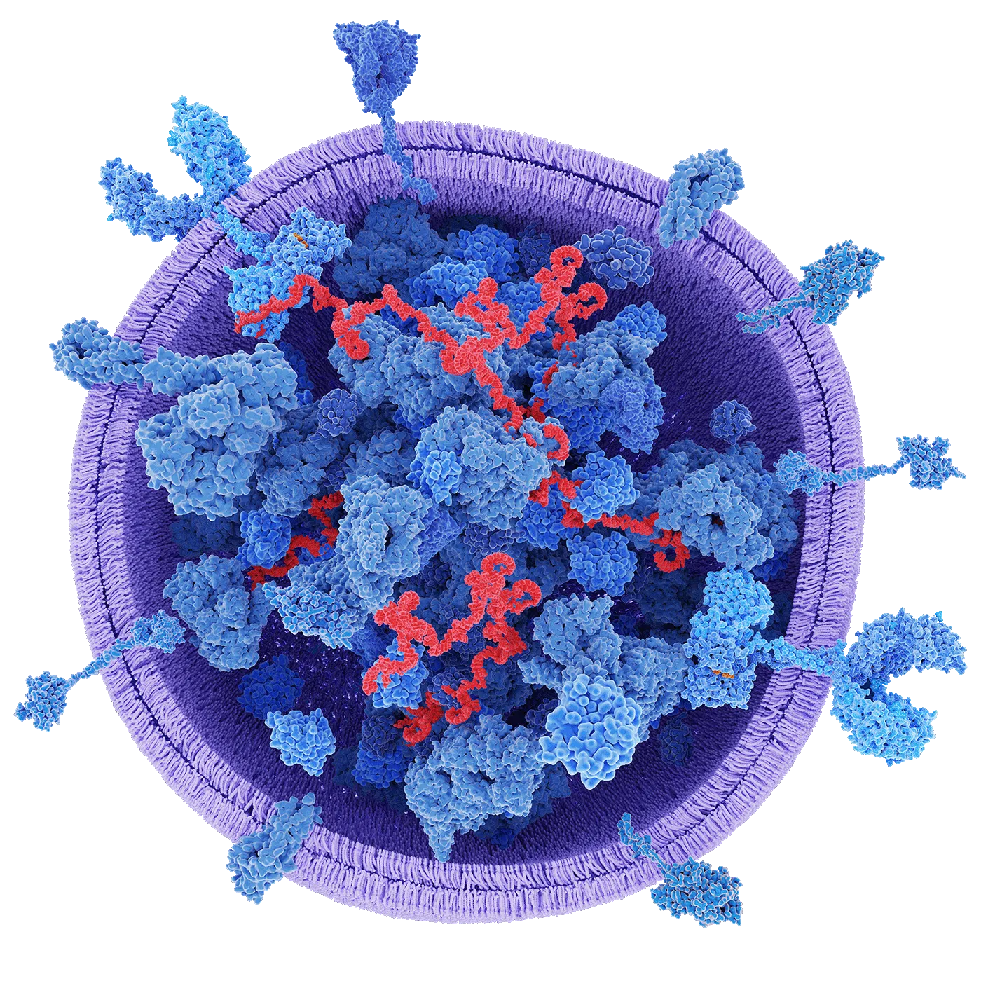High resolution exosome structure